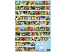 Pexeso pes fotografie